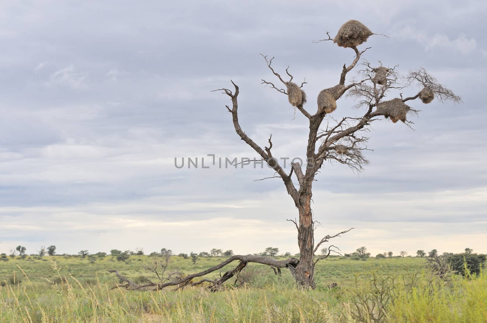 Dead tree with Sociable Weaver community nests
