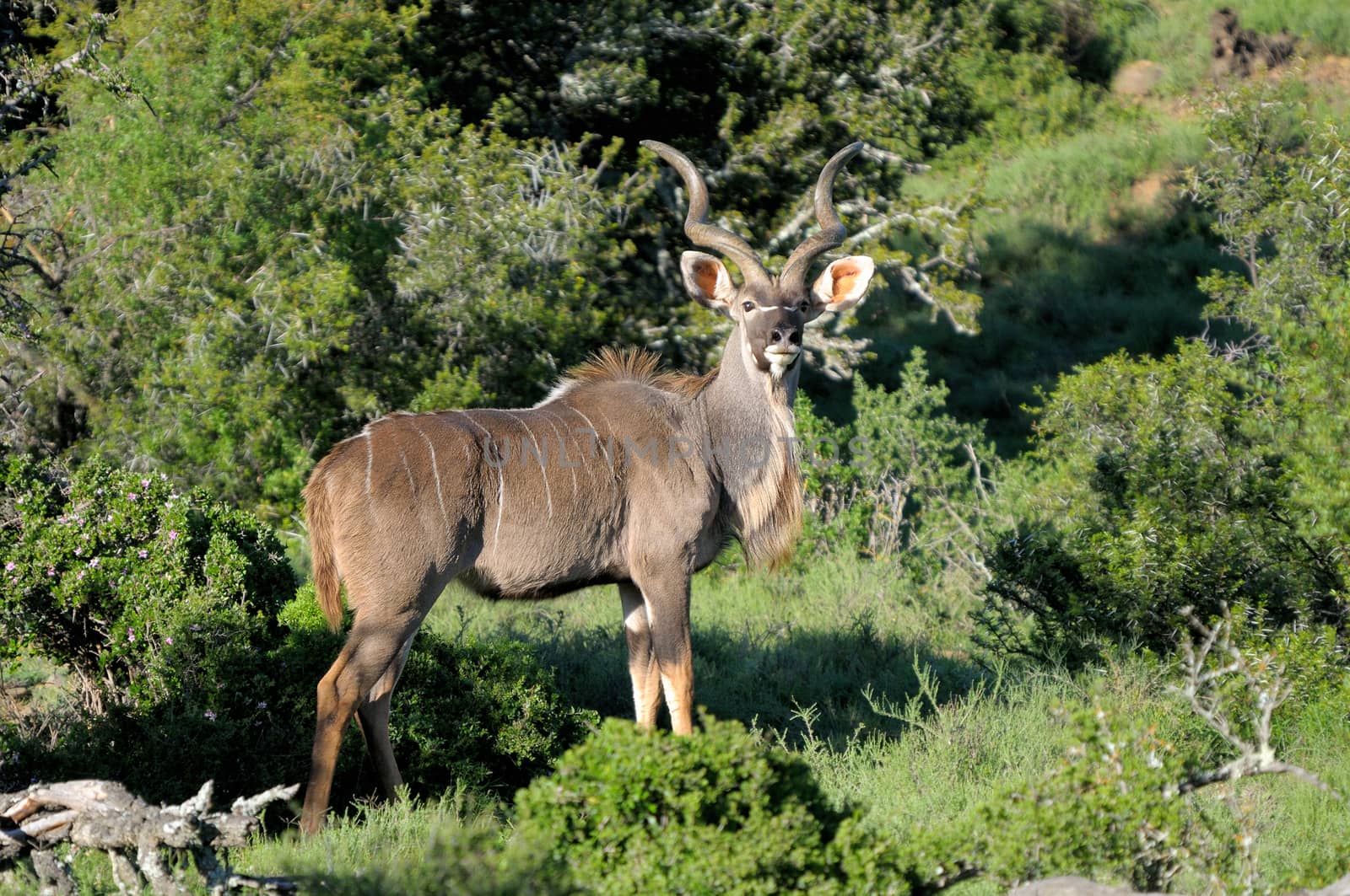 Greater Kudu bull hiding behind trees and shrubs
