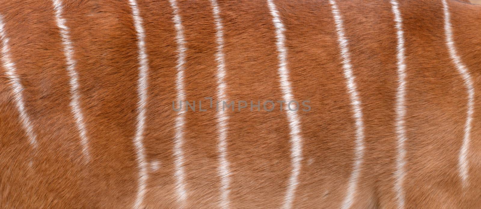 textured of nyala fur by anankkml