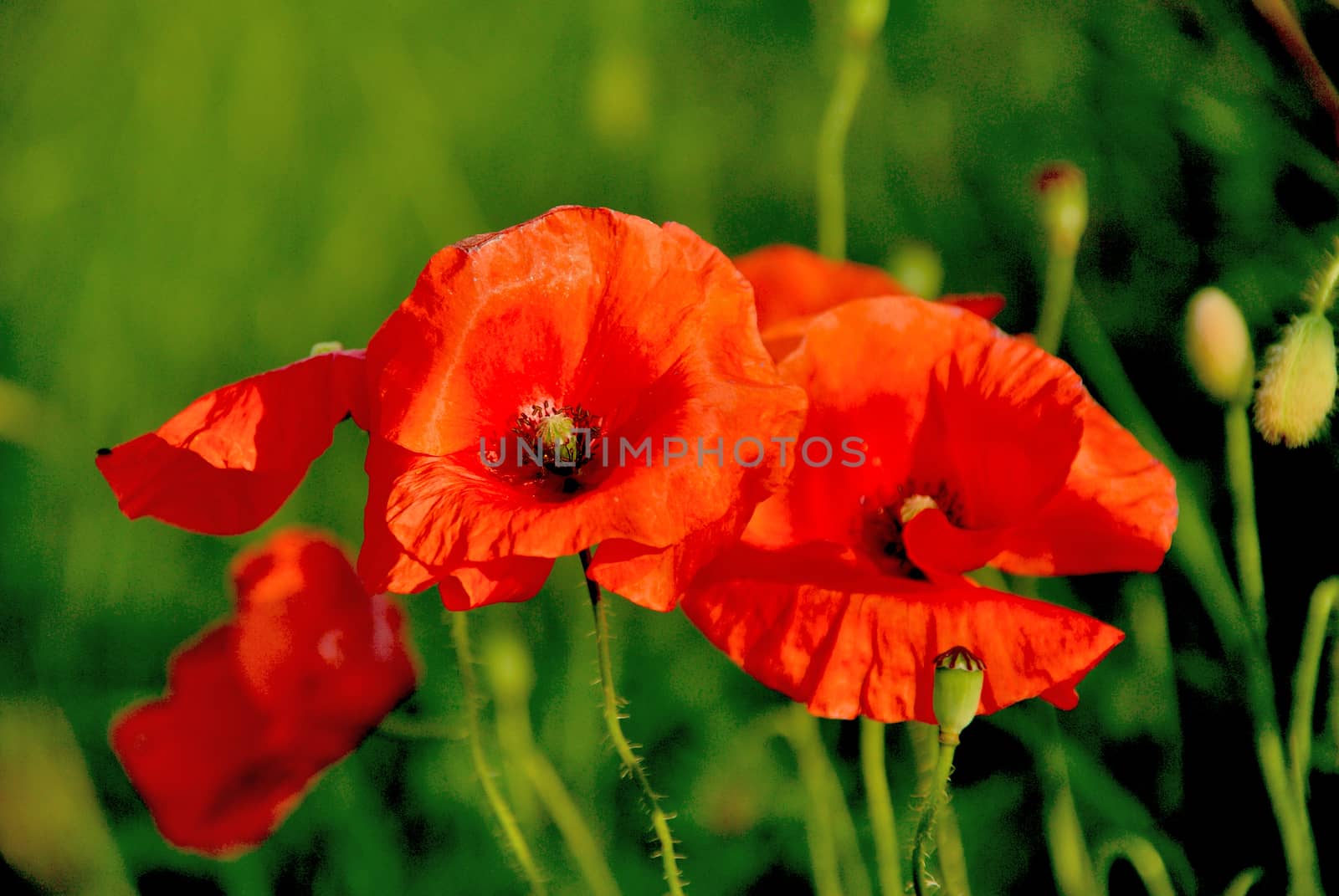 A red poppy on a green field.