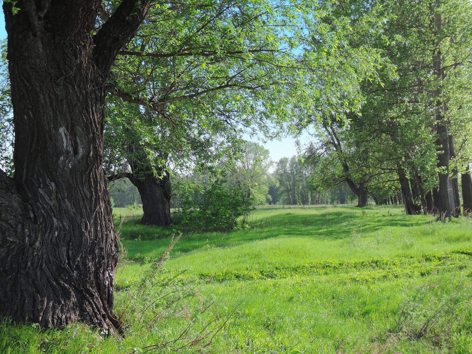 forest glade summer day