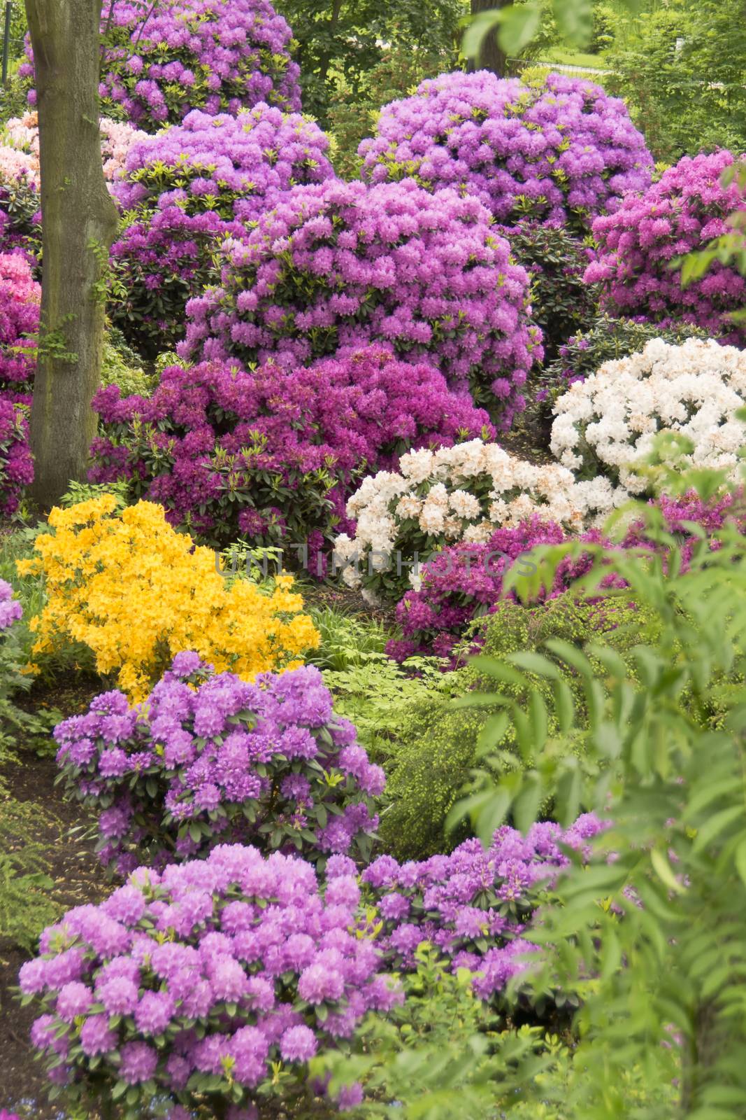 In bloom standing colorful rhododendrons in a large garden.