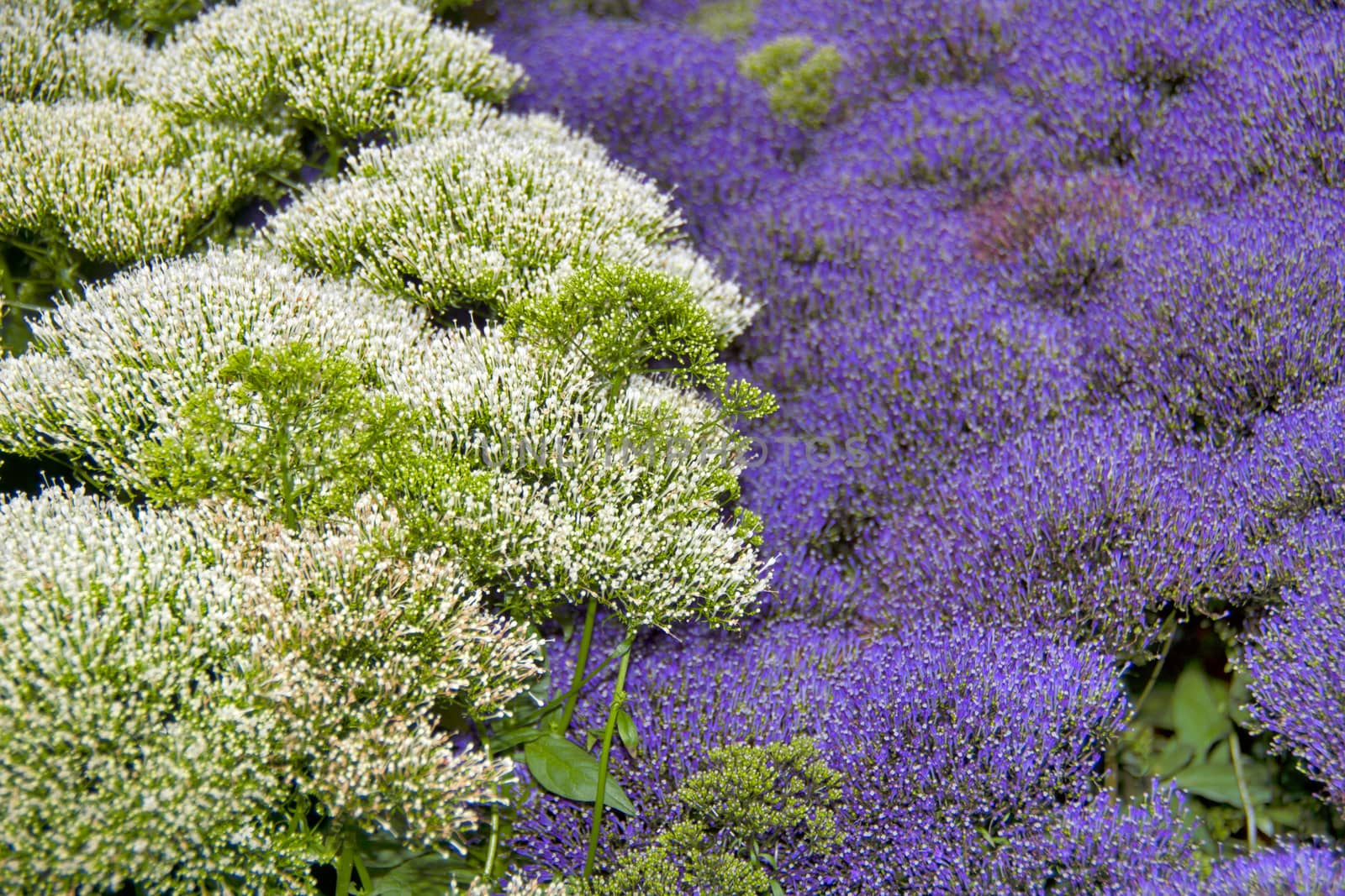 A sea ​​of ​​white and purple flowers.