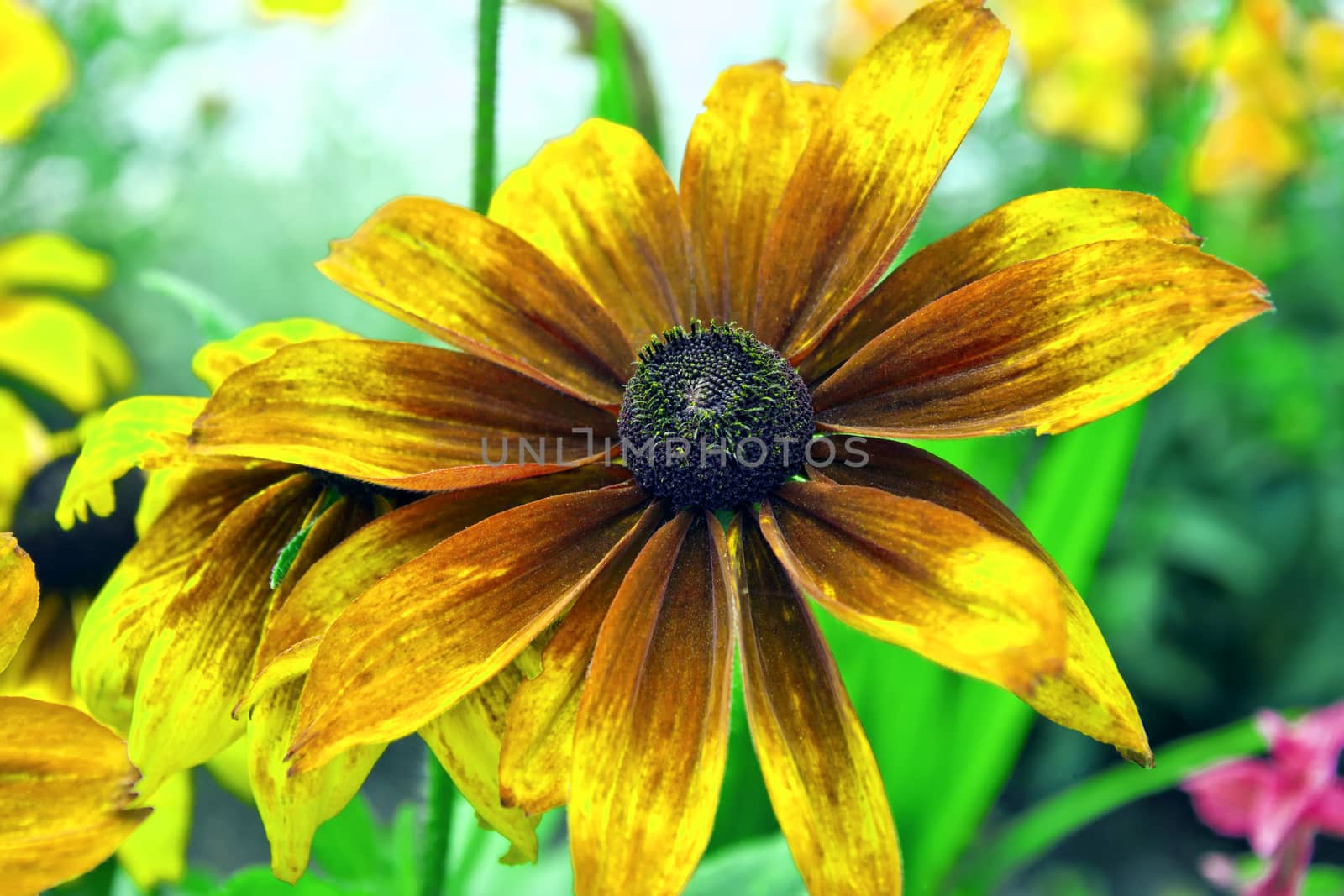 The bloom of a coneflower.