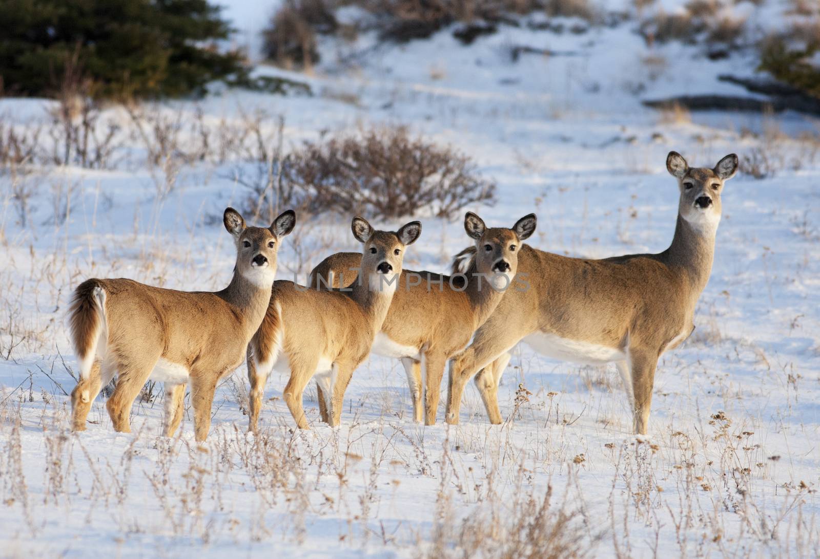 White Tail Deer, in early evening light, in the Cypress Hills, Alberta, Canada.  Mother and three babies.