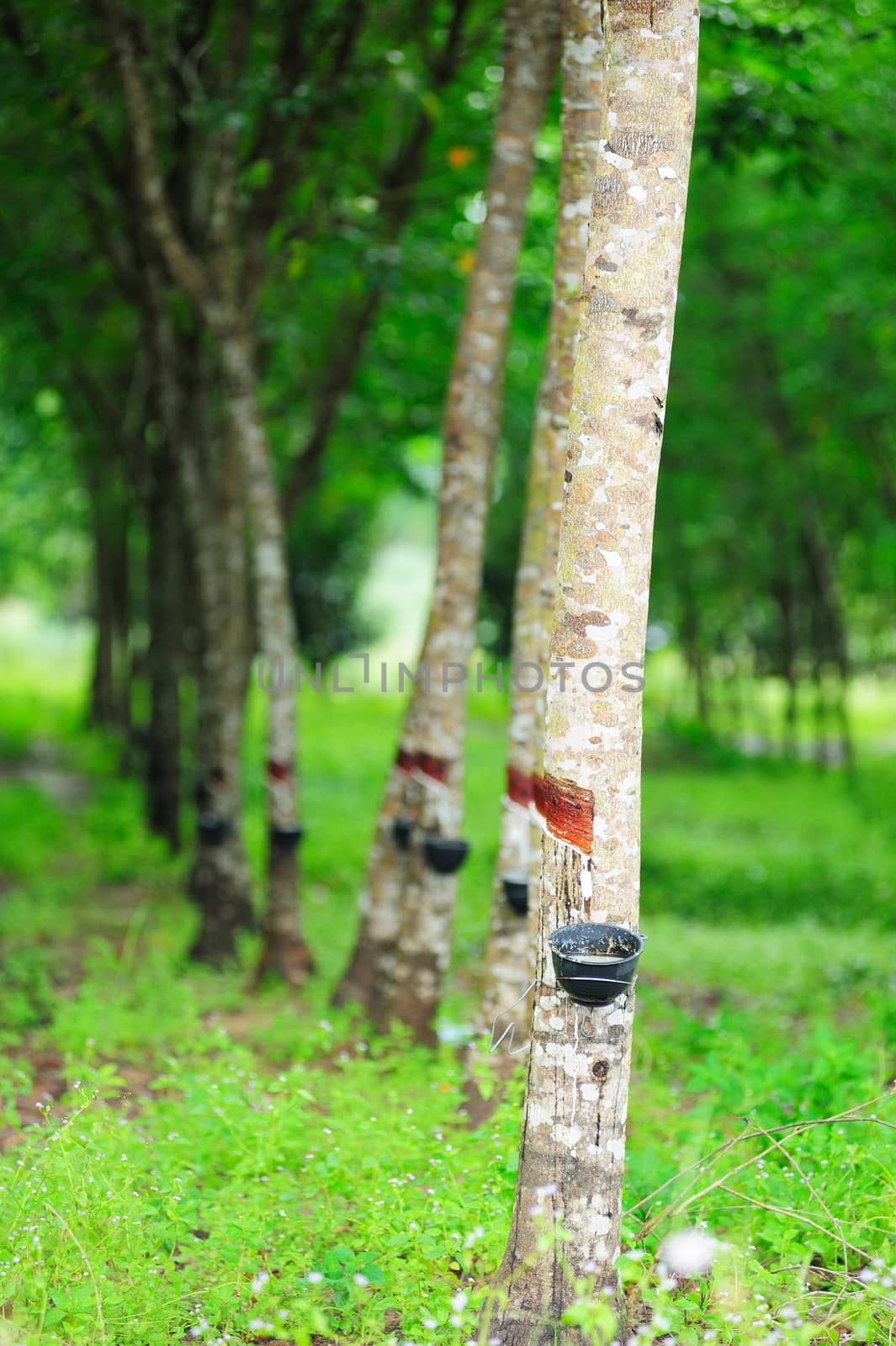 rubber tree