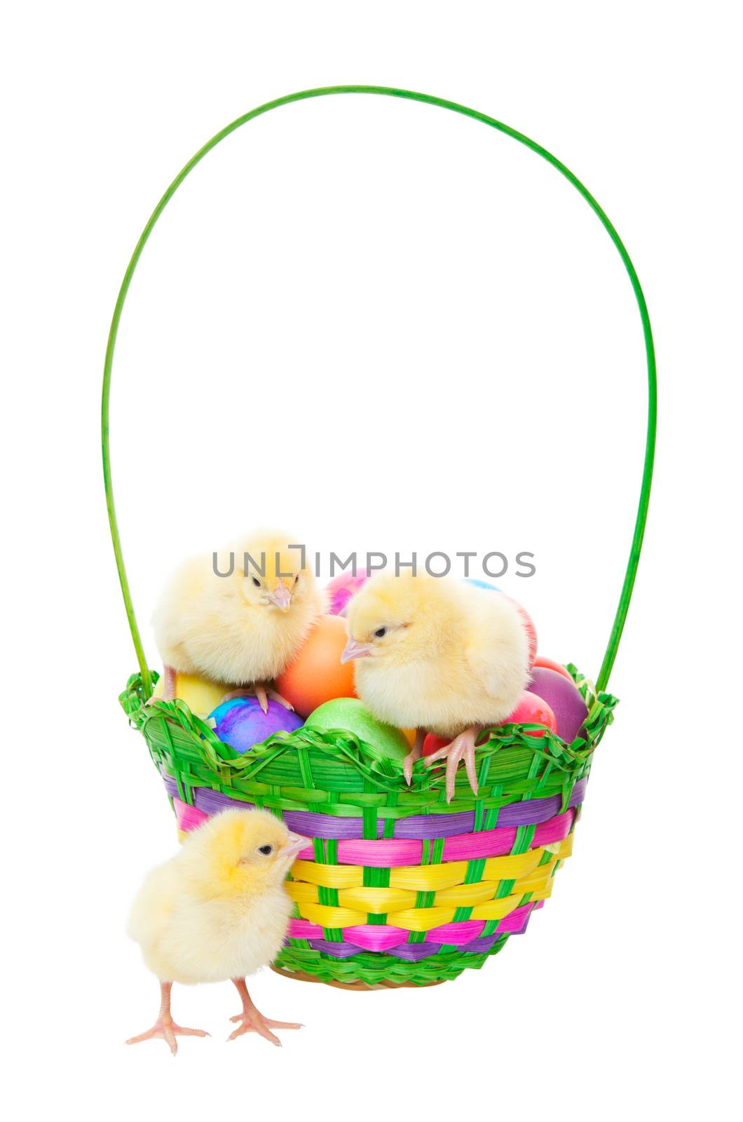 Newly hatched chicks in an Easter basket filled with dyed eggs.  Shot on white background.