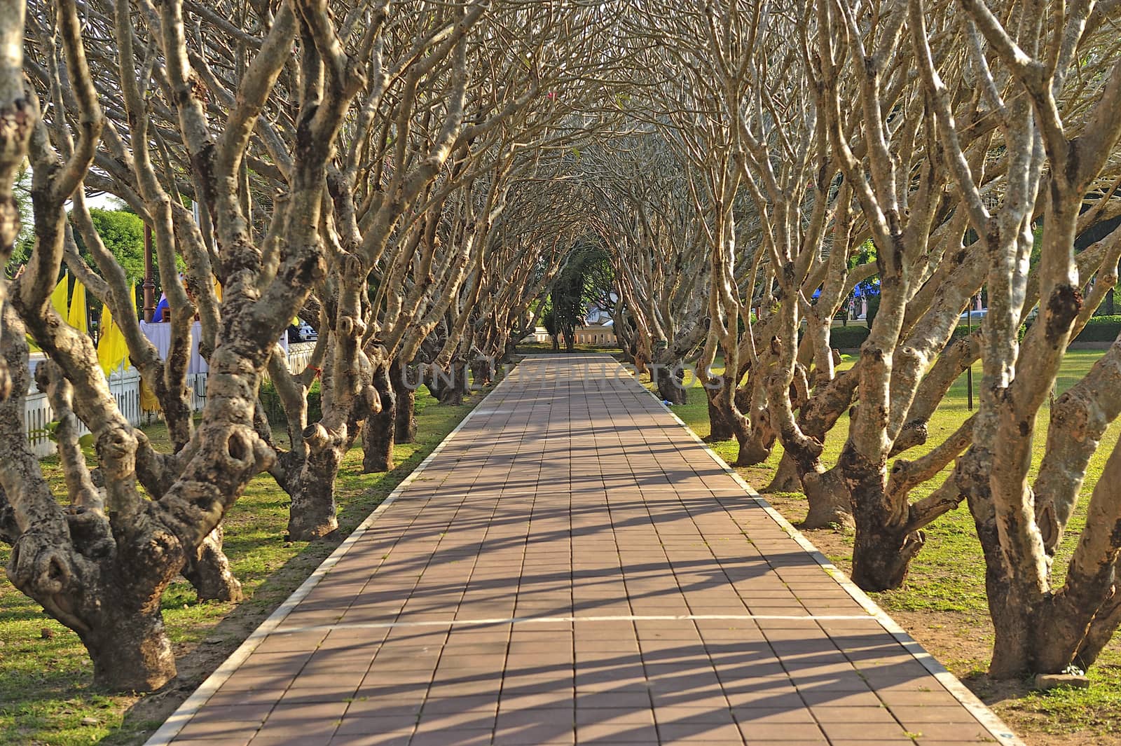 Very famous tunnel tree, Nan, Thailand.