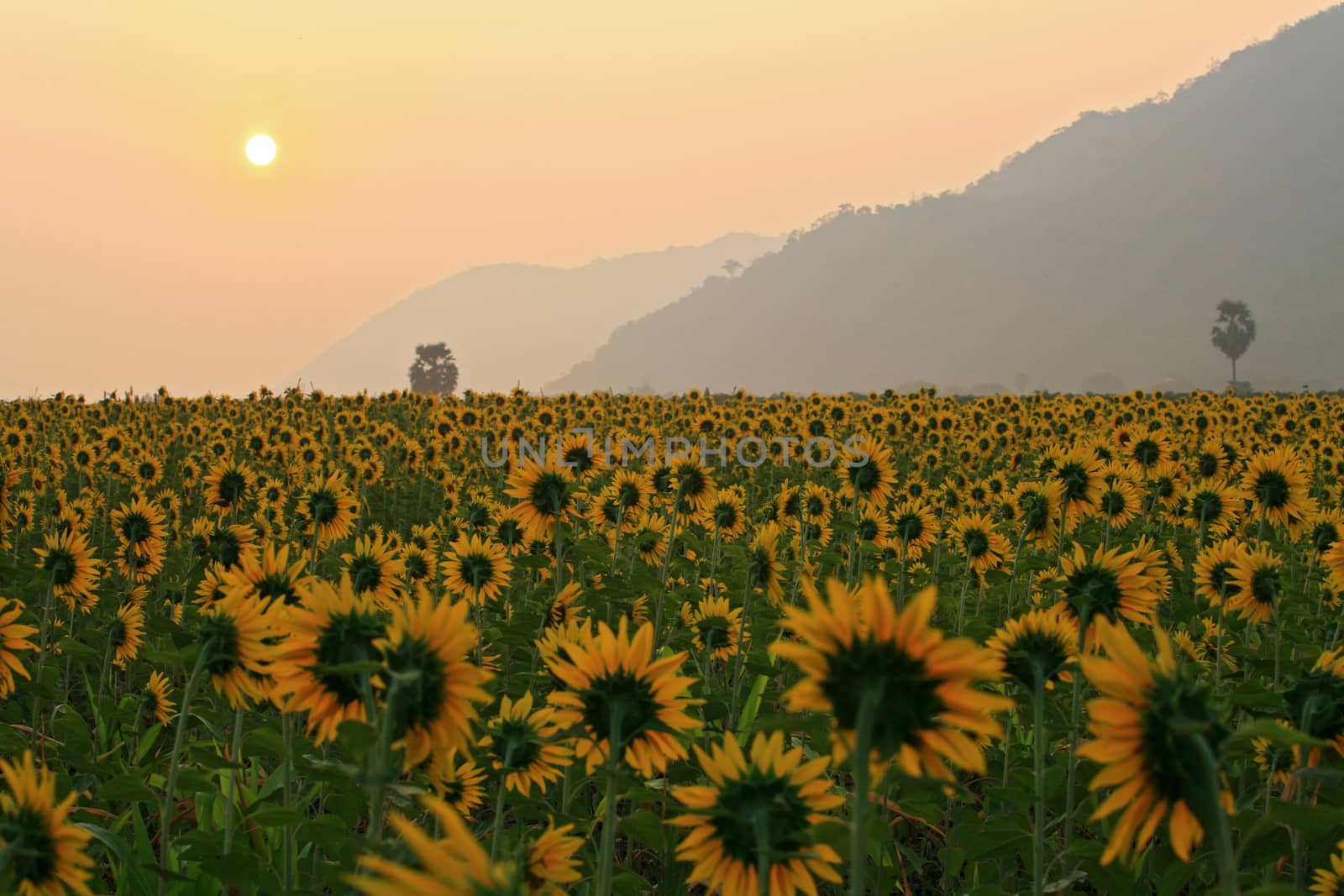 Sunflower sunrise in the winter in Thailand by think4photop