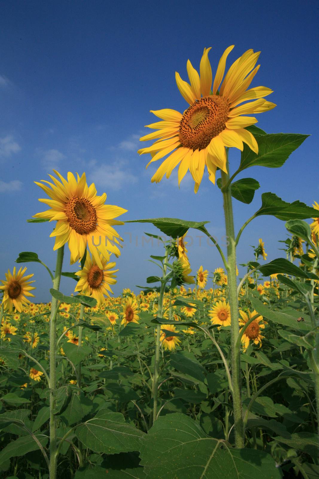 A field of sunflowers, Thailand by think4photop