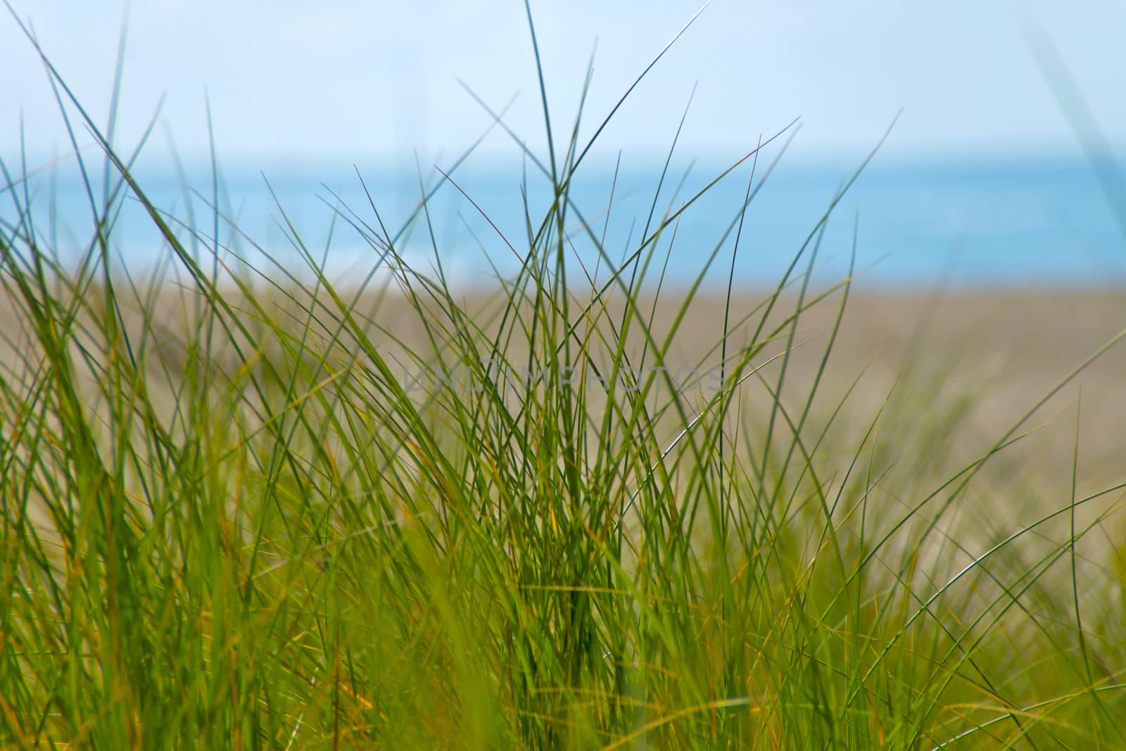 In the foreground green dune grass, and in the background blured the North Sea.