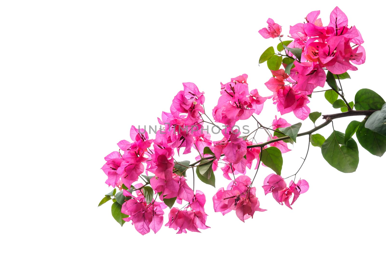 Bougainvillea  isolated  by NuwatPhoto