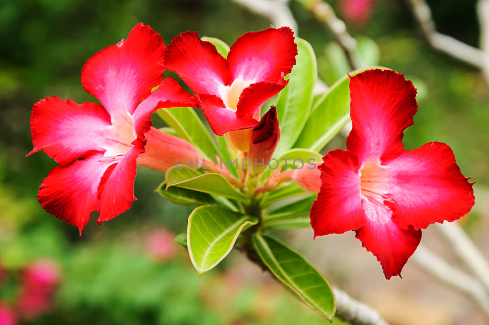 Red plumeria flowers  by NuwatPhoto