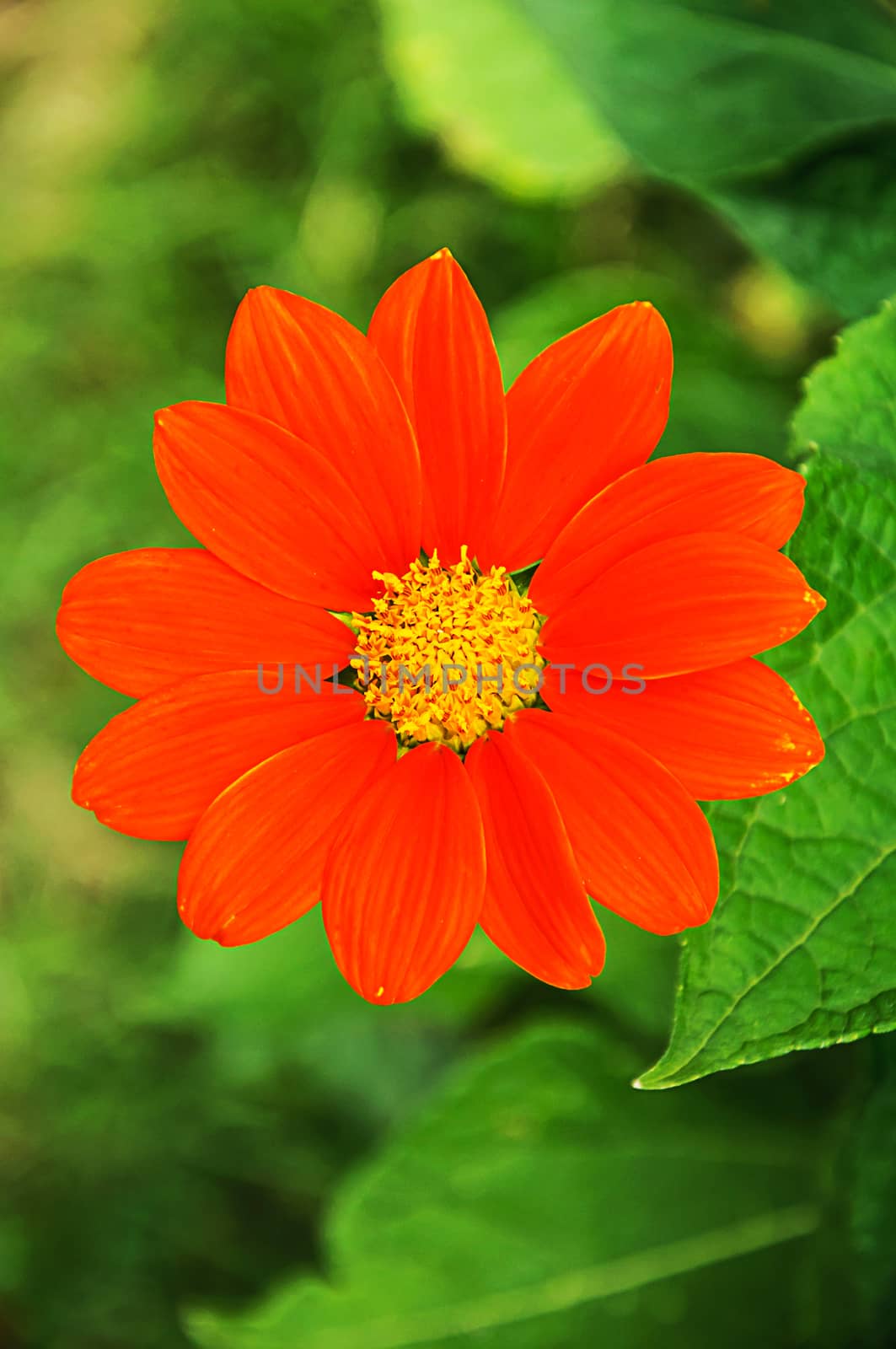 Orange zinnia flower by NuwatPhoto