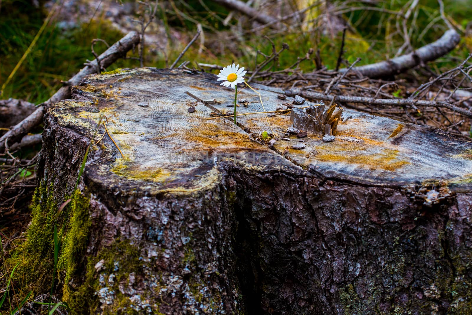 Small flower on a old tree stump
