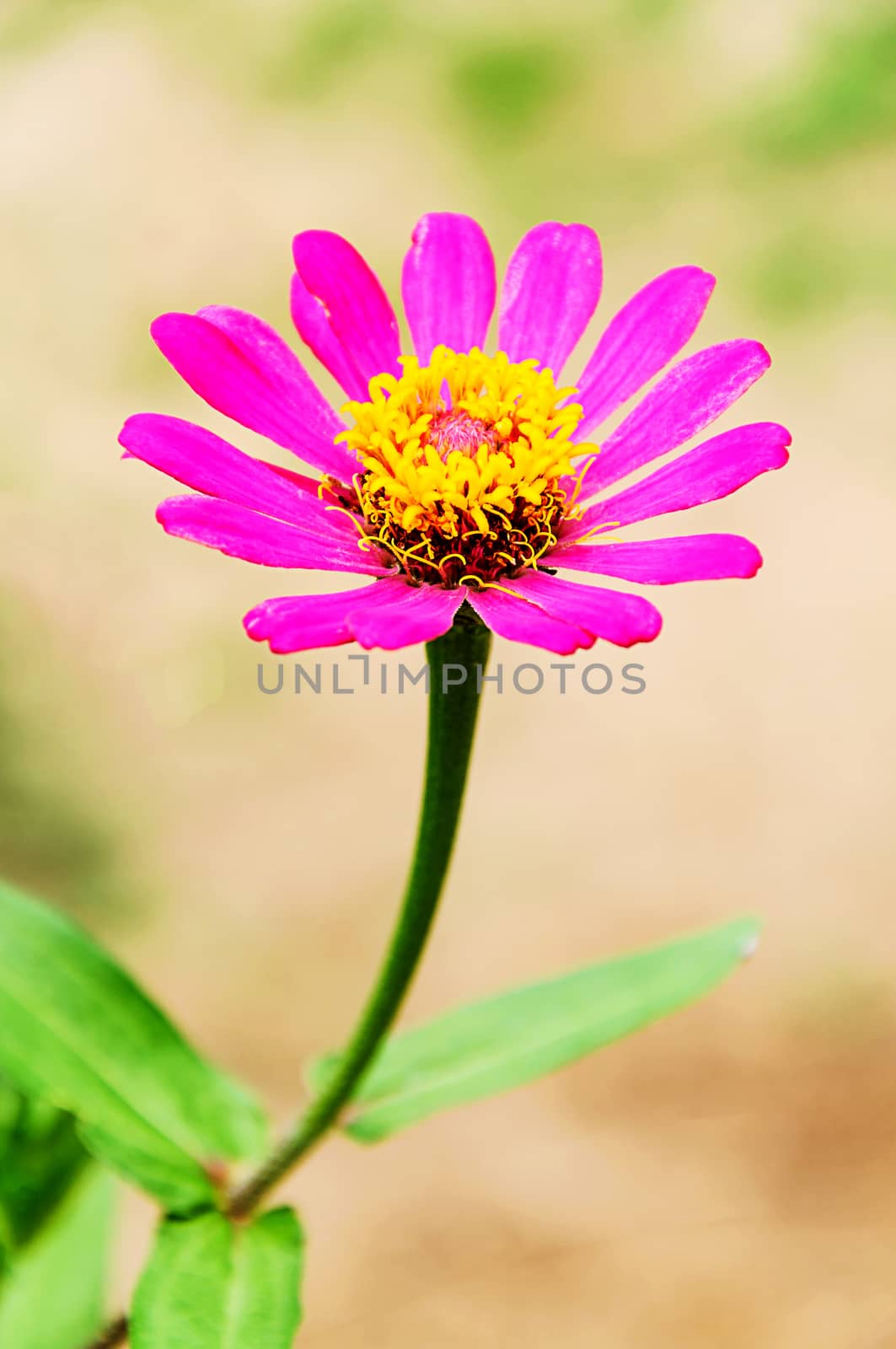 Pink zinnia flower on tree