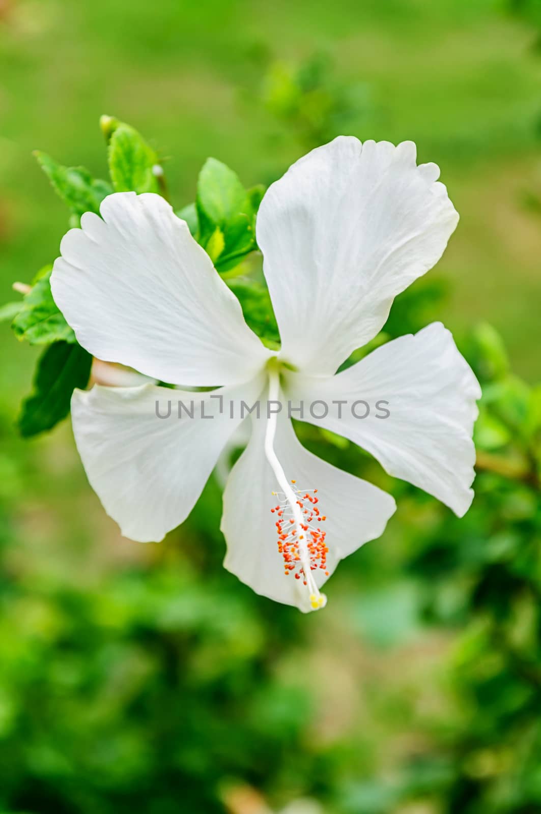 White hibiscus flowers on the tree.