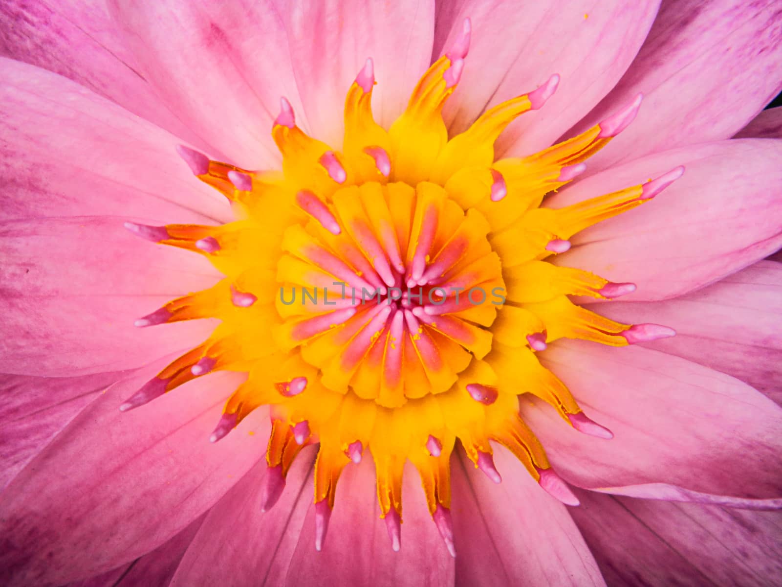 Pink lotus flower by NuwatPhoto