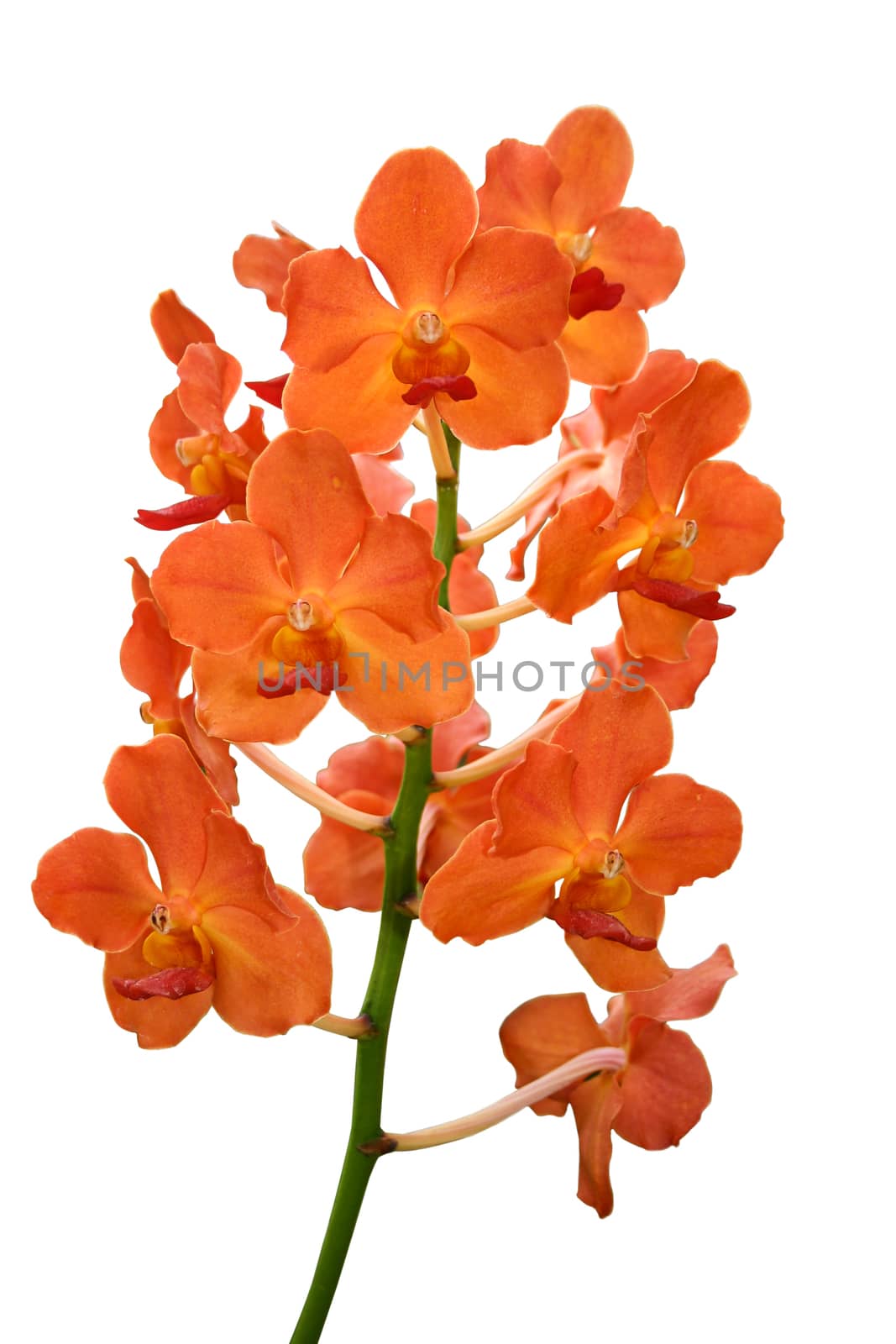 Orchid flowers isolated on white background 