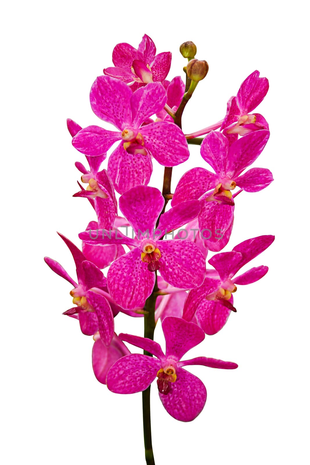 Orchid flowers isolated by NuwatPhoto