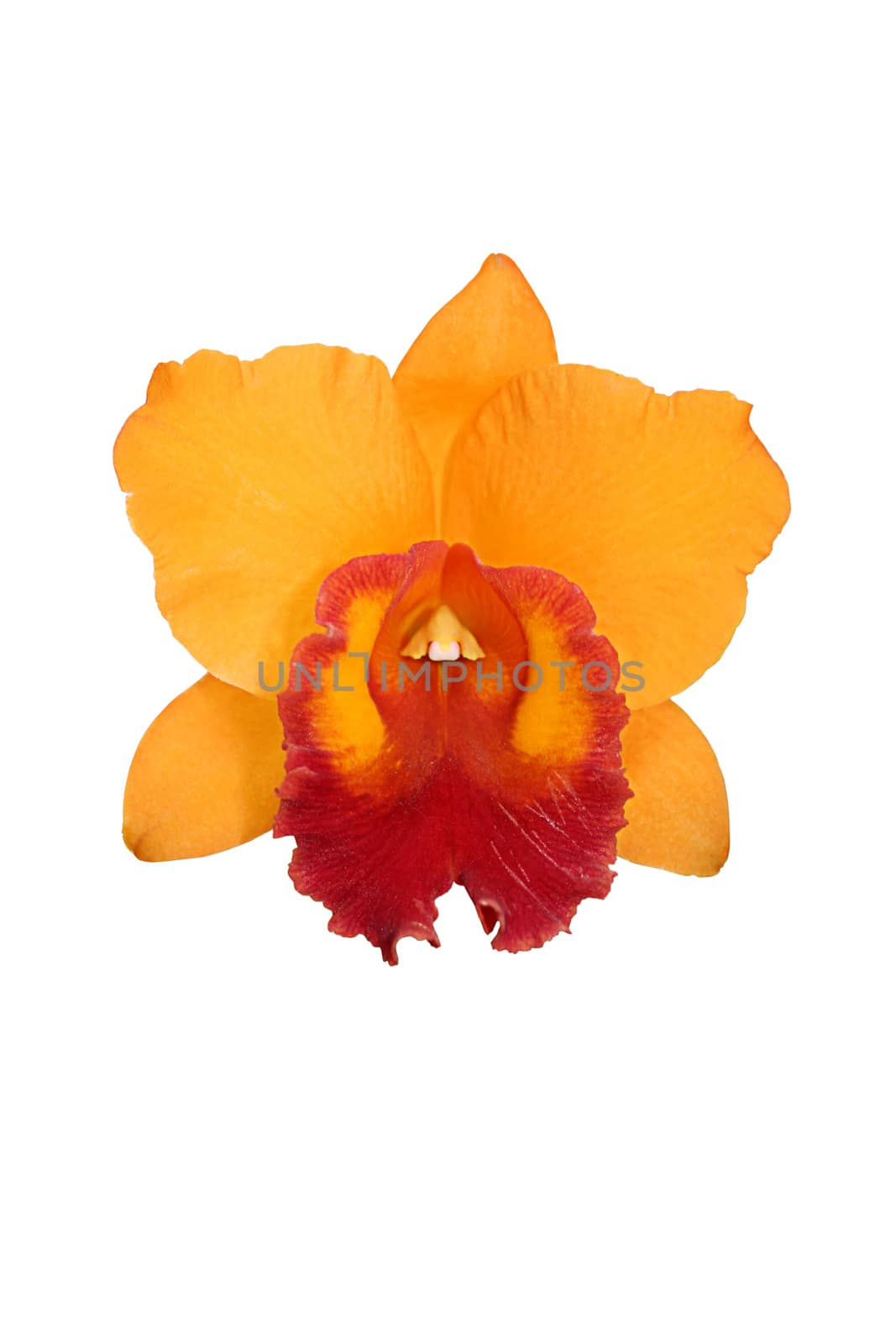 Orchid flower isolated on white background 