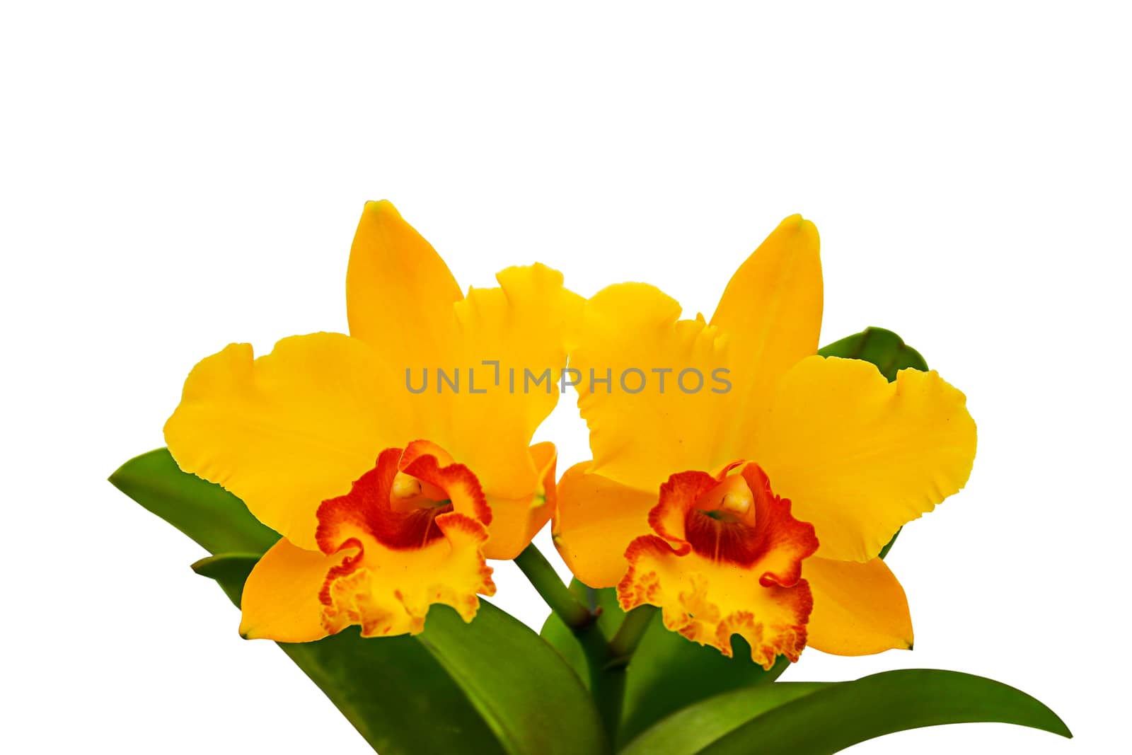 Orchid flowers isolated  by NuwatPhoto