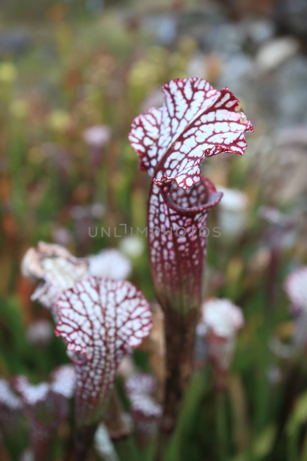 A close up shallow dof of the Trumpet Pitcher's very fine  microscopic hairs on its hood or lid that aid it in catching ants and other insects