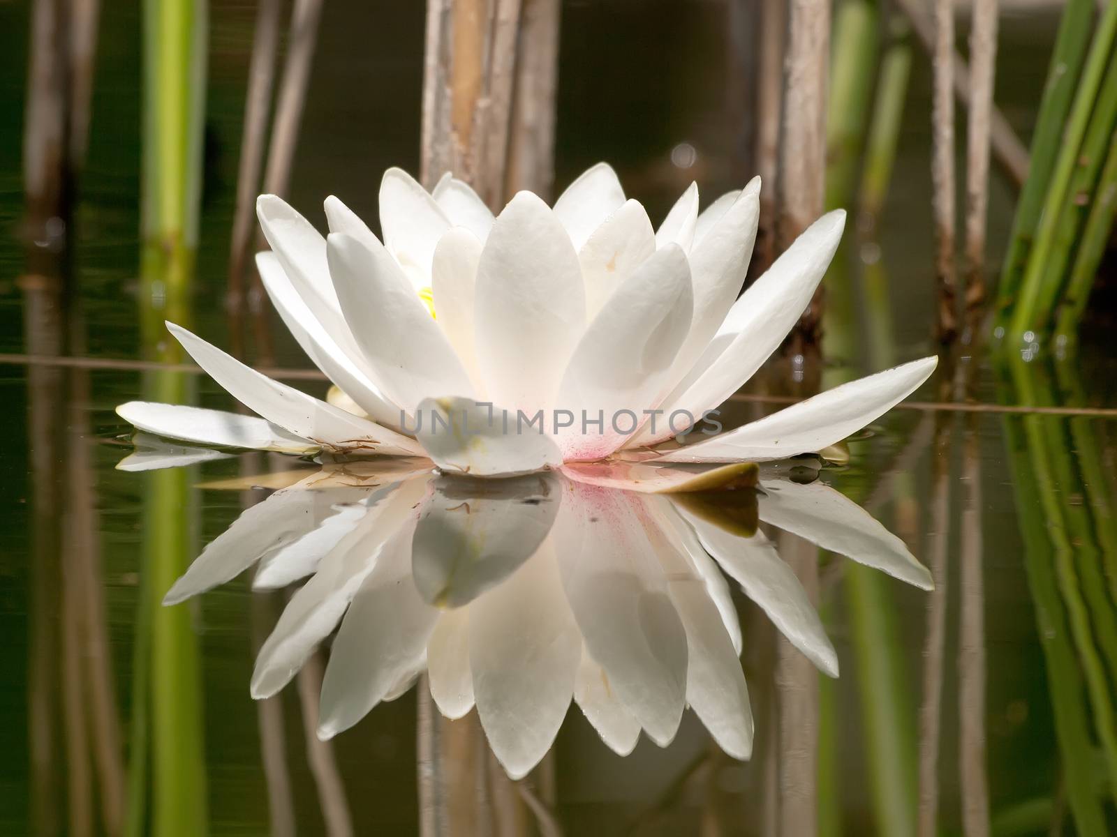 White water lilly by sewer12