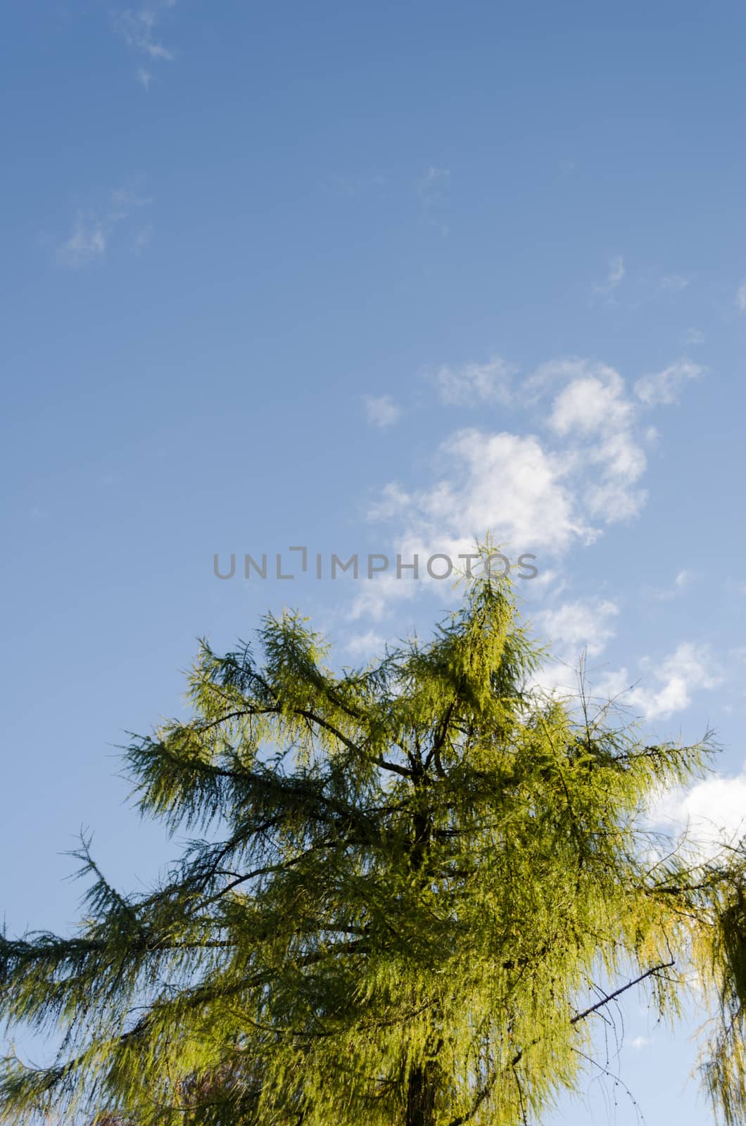 green larch tree top on blue sky background