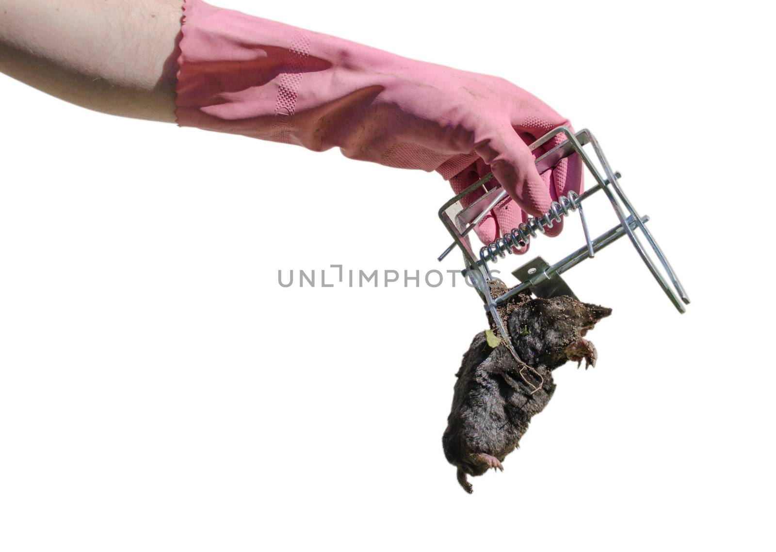 woman hand with pink rubber gloves keep mole of the iron trap isolated on white