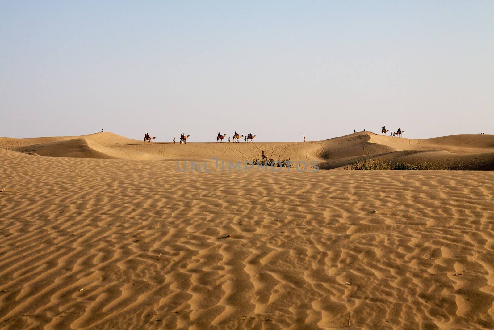 Caravan of camels and People on foot in evening light seen along the horizon with sand dunes in foreground and blue sky above