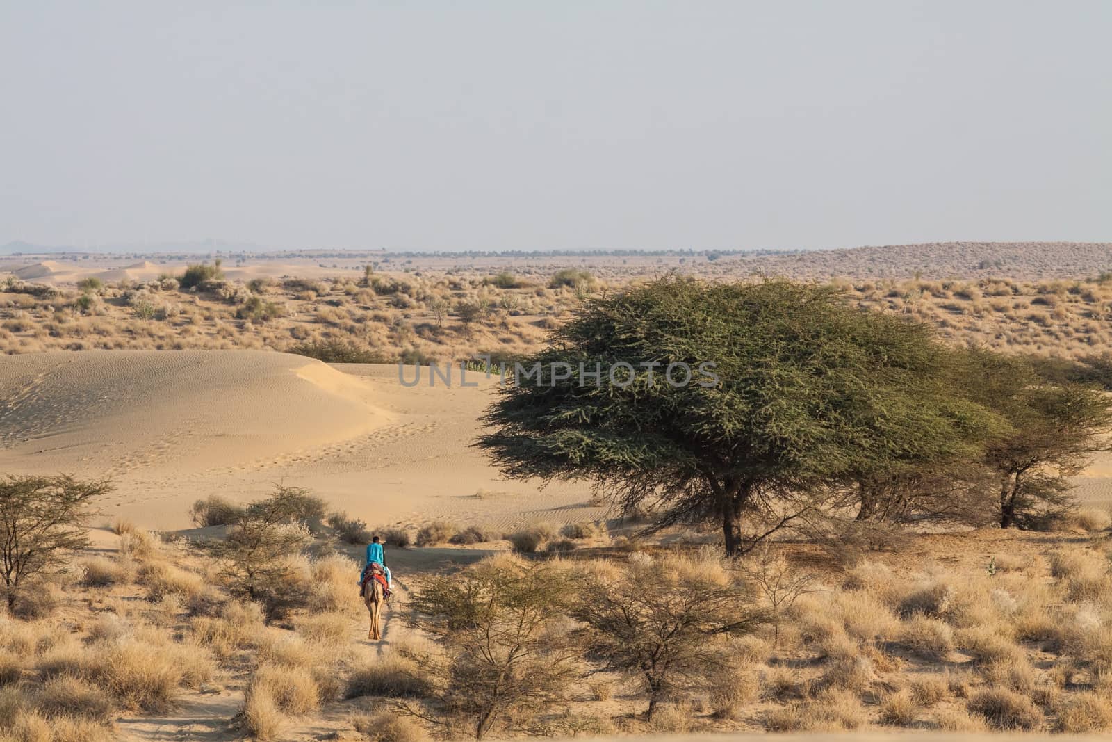 A single camel with rider seen going into the desert. panoramic view of desert with sand dunes dry shrub and some green trees against a clear sky
