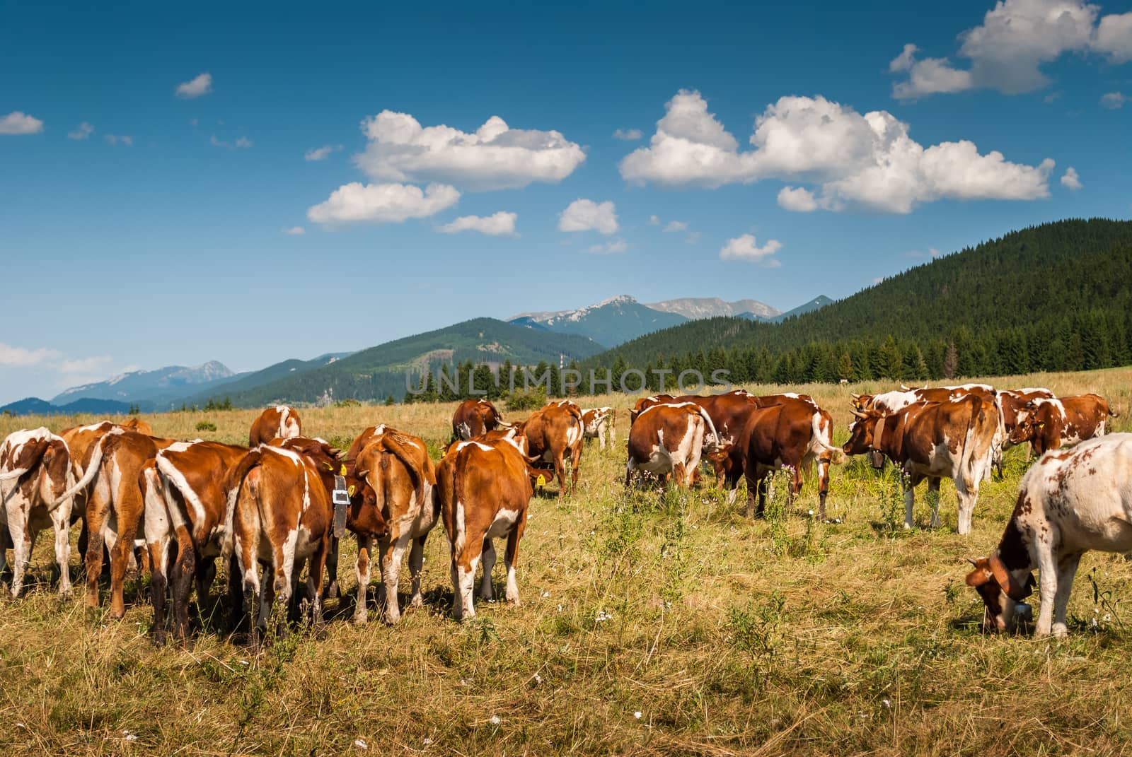 cows on pasture in kvacianska valley, Slovakia