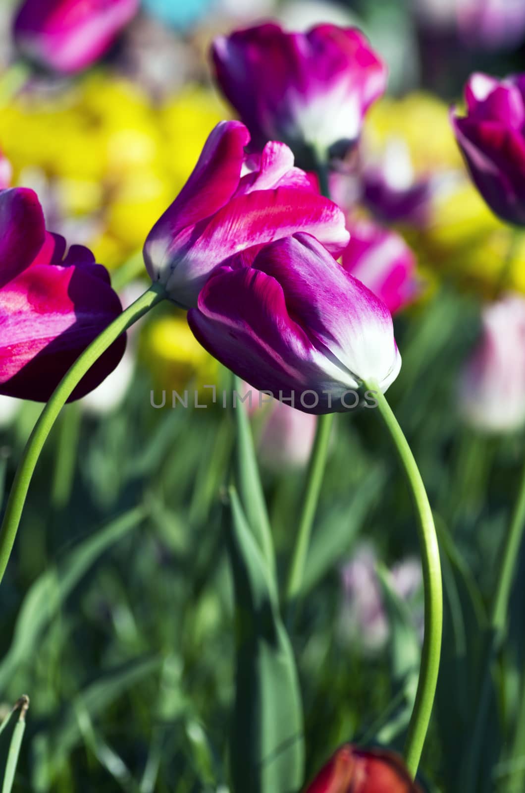 Spring background with tulips over natural background 