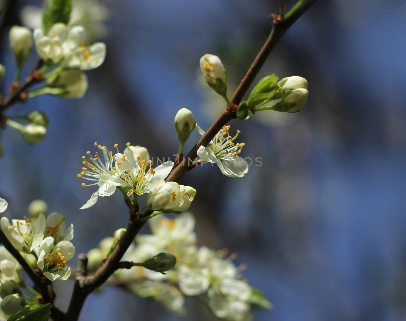 White plum tree blossoms, spring season concept