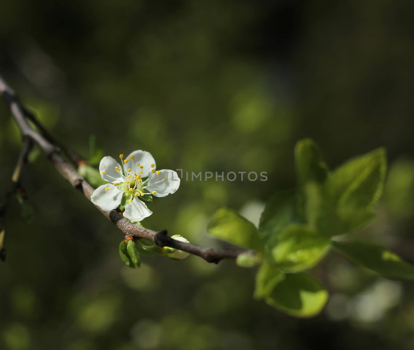 White fruit tree flower blossoming by anterovium