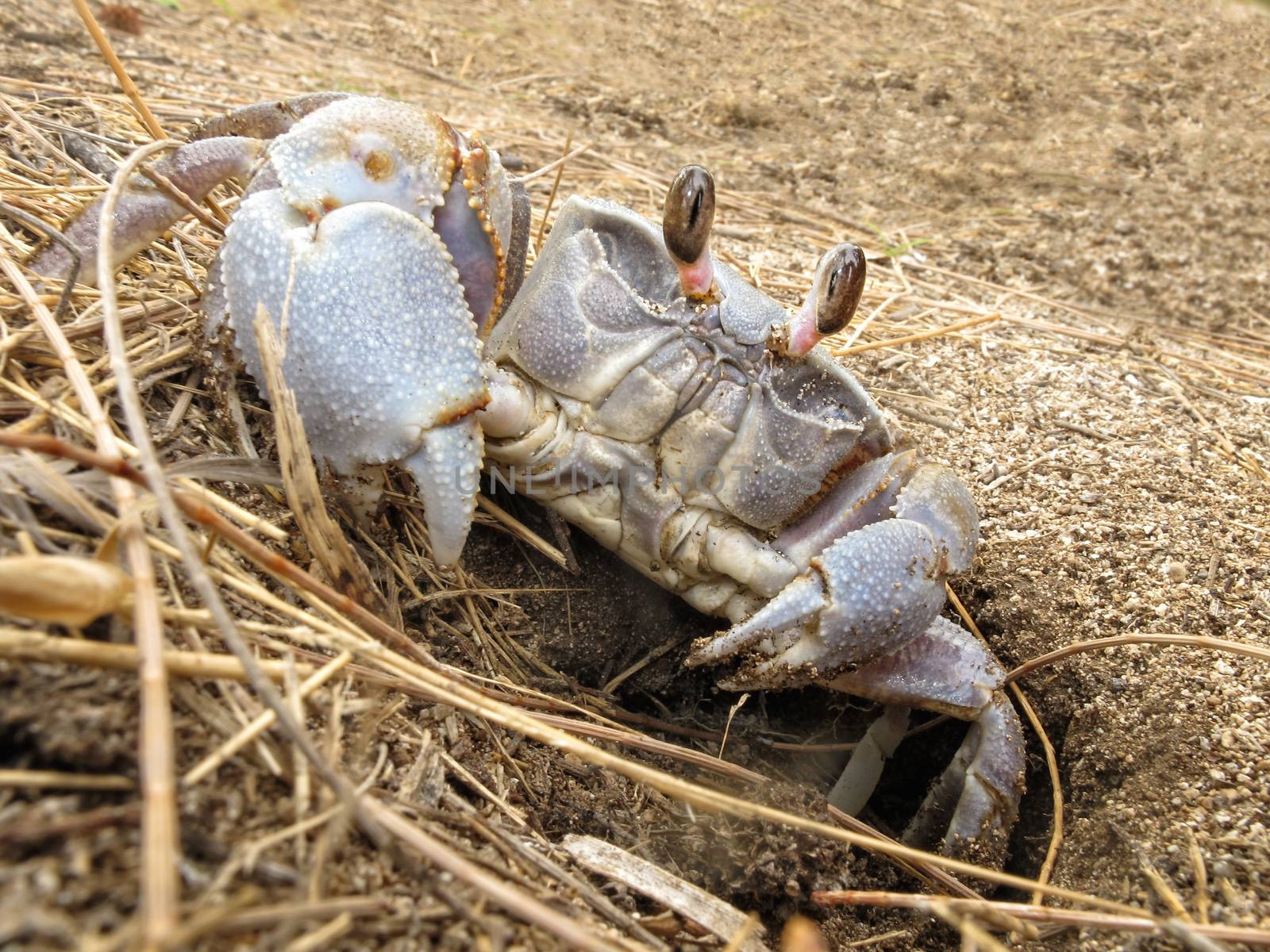 Land crab leaves its hole  by snafu