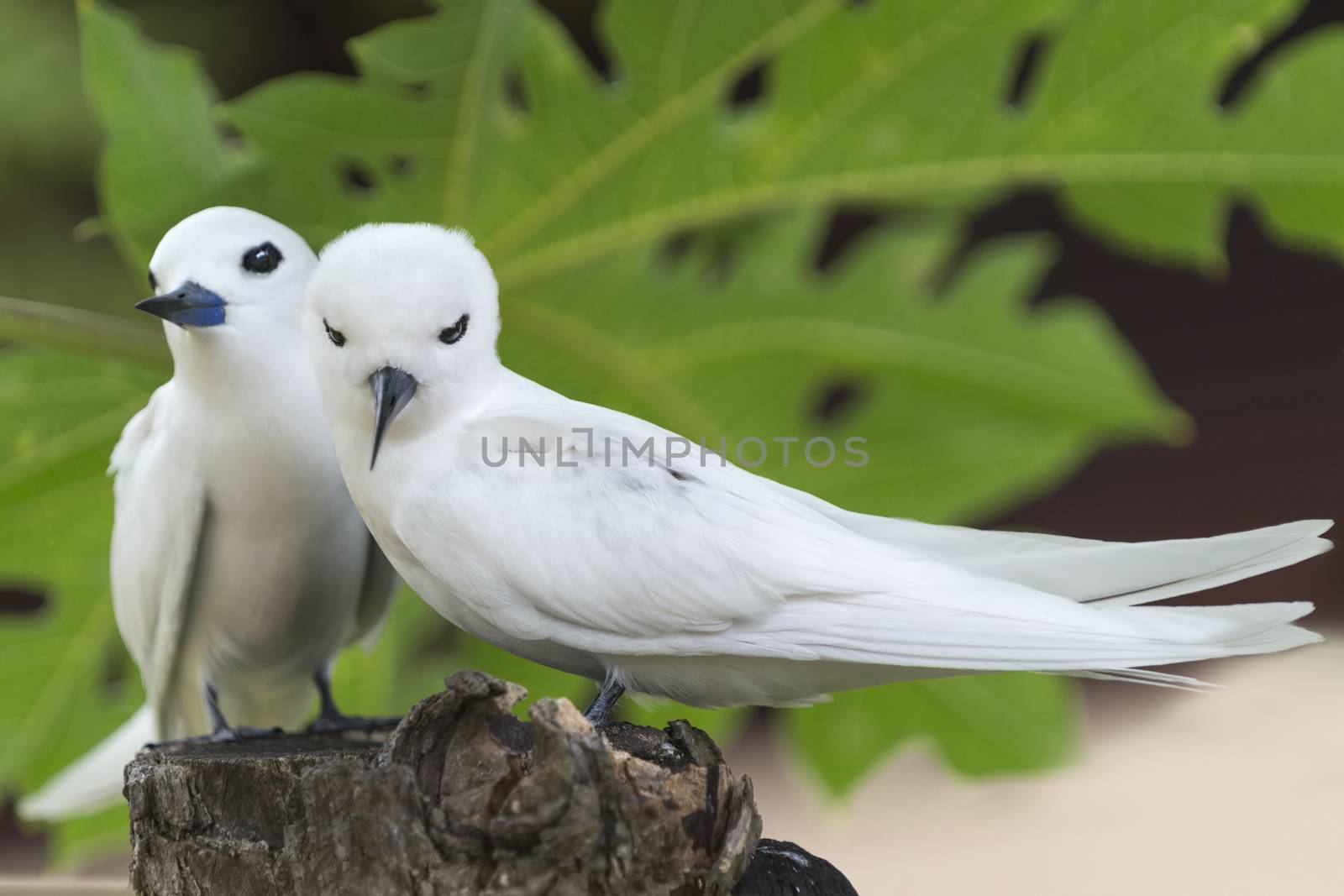 Pair of White Terns(Gygis alba), Bird Island, Seychelles