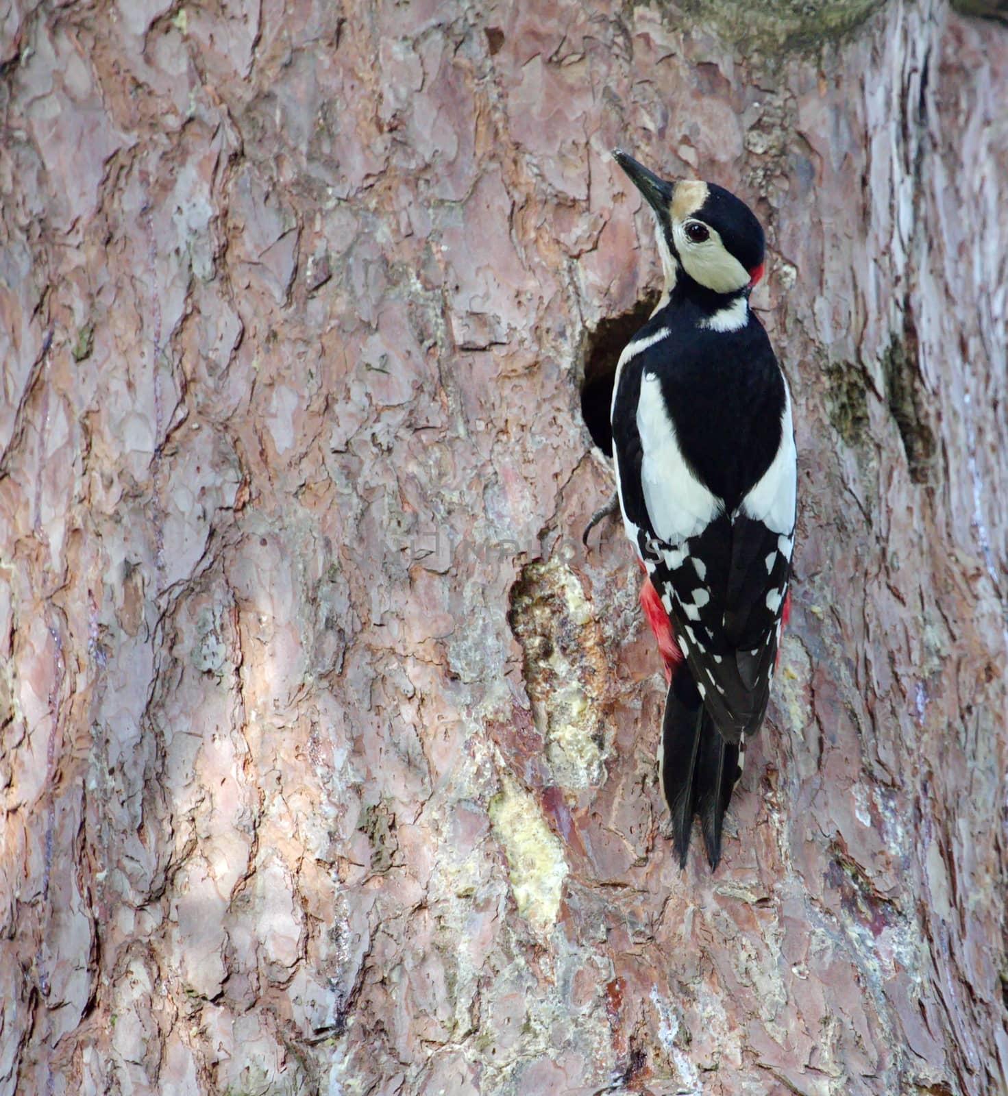 Hairy woodpecker male bird by Elenaphotos21