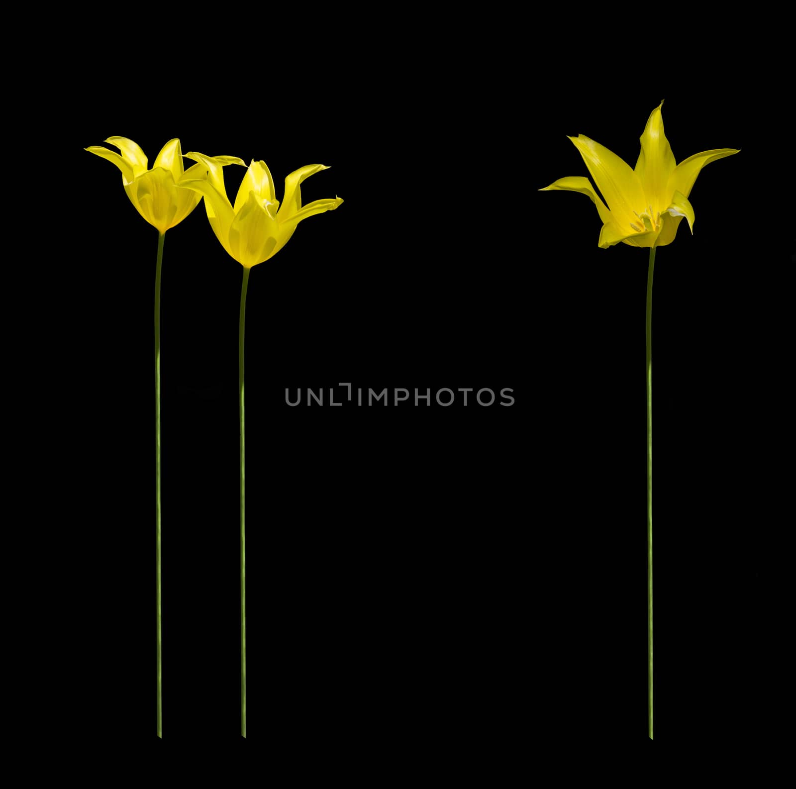 Three tall yellow tulips isolated on black background decoration.