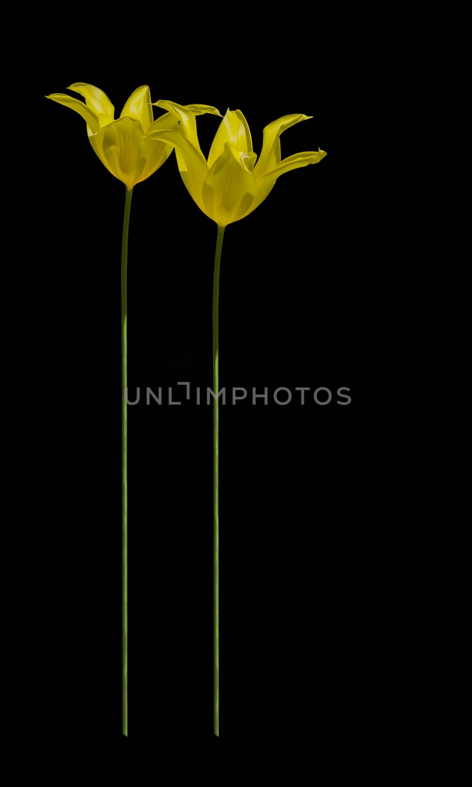 Two tall yellow tulips isolated on black background decoration.