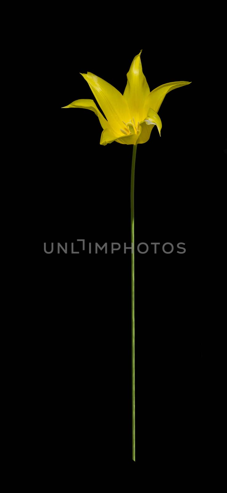 Single yellow tulip isolated on black, abstract.