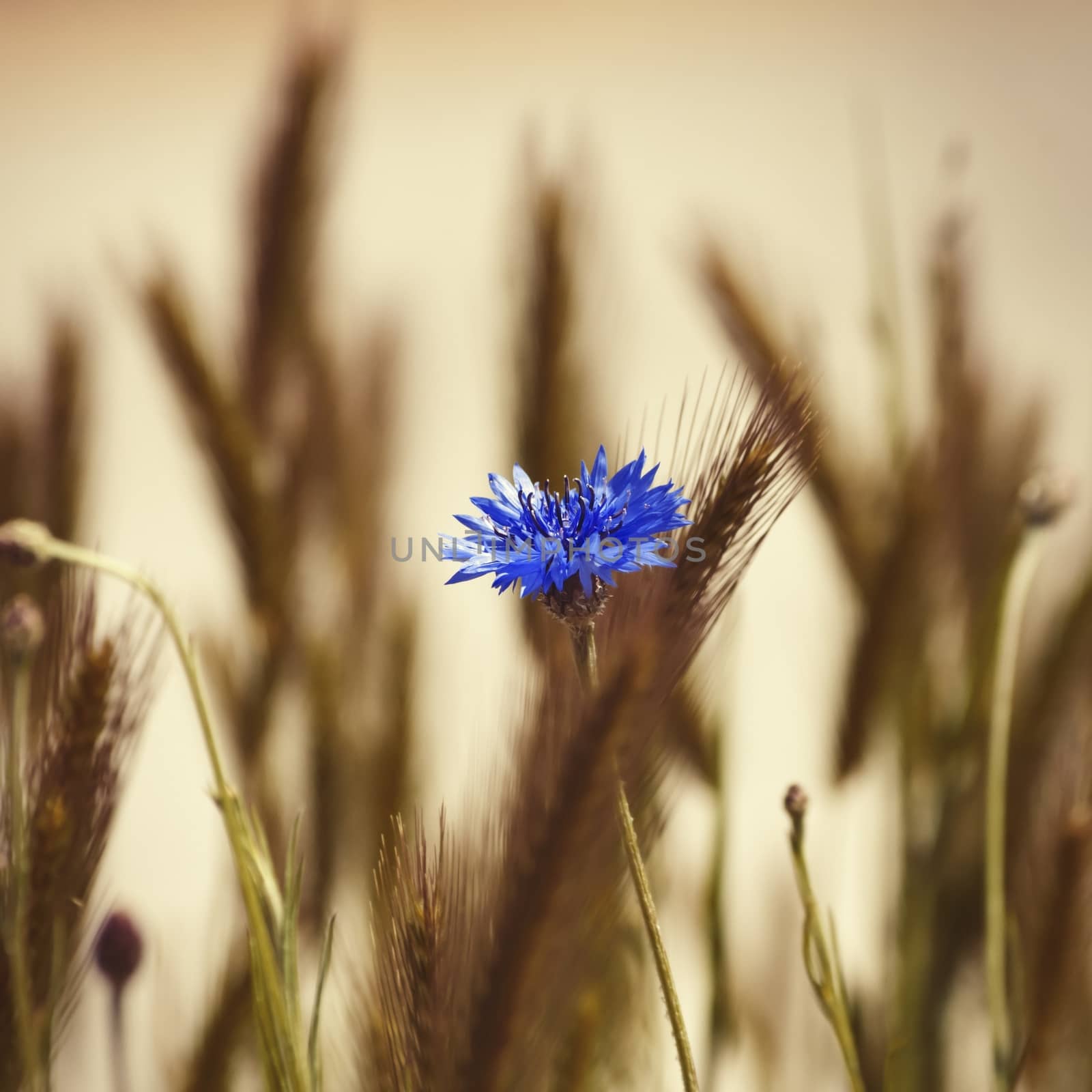 Photo of the Cornflower Blooming in Nature Background