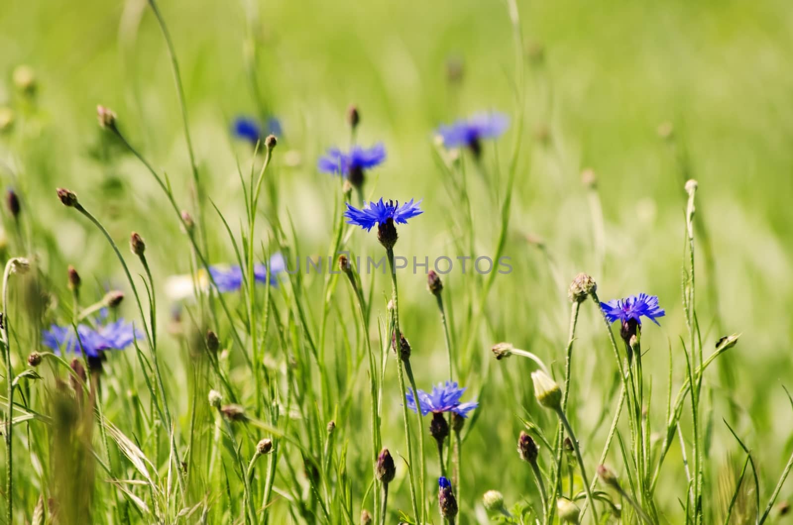 Photo of the Cornflower Blooming in Nature Background