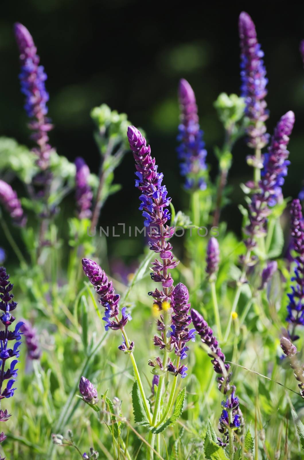 Spring or Summer Violet Flowers in Meadow