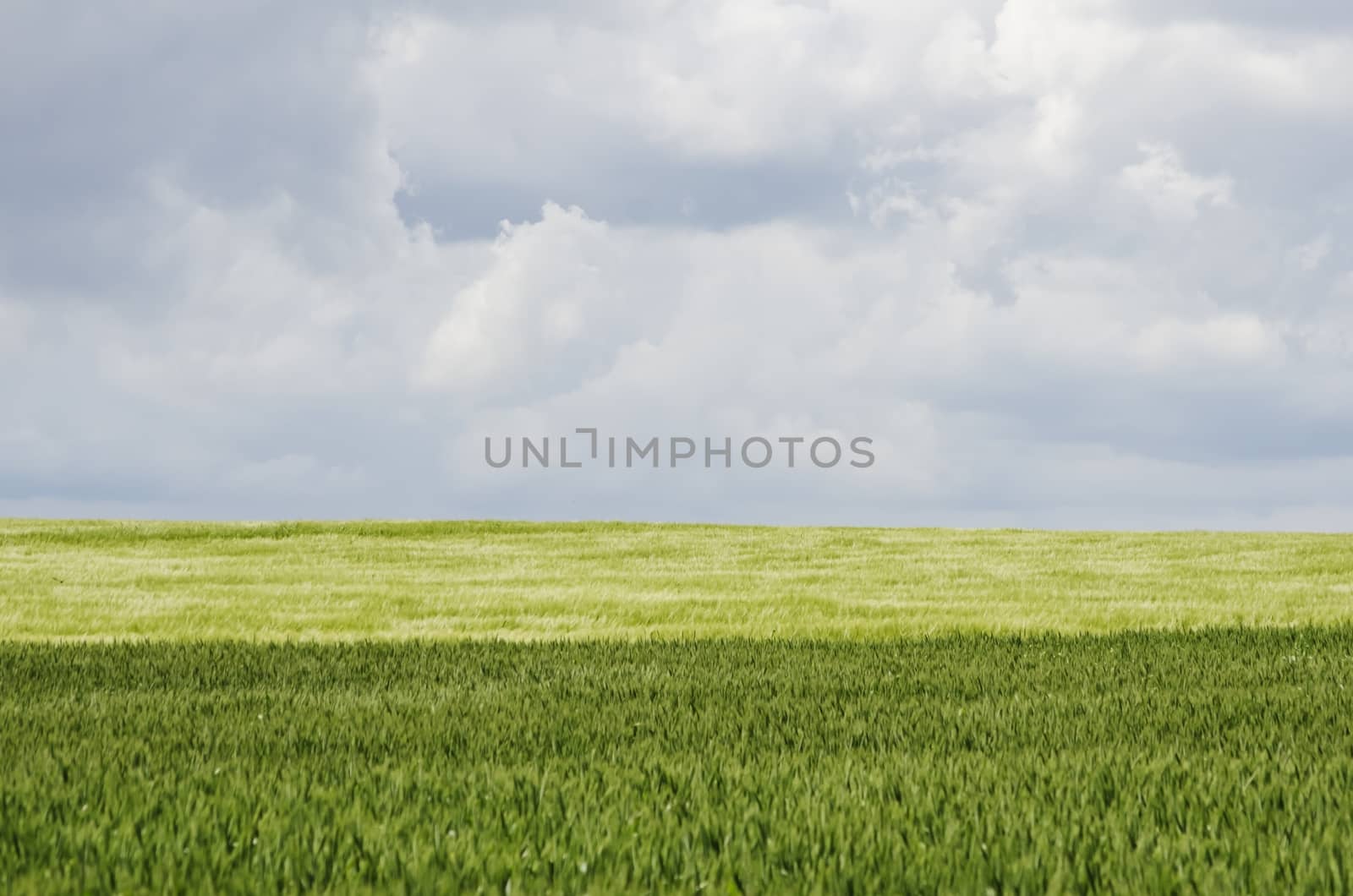 Photo of Wheat Field Landscape 