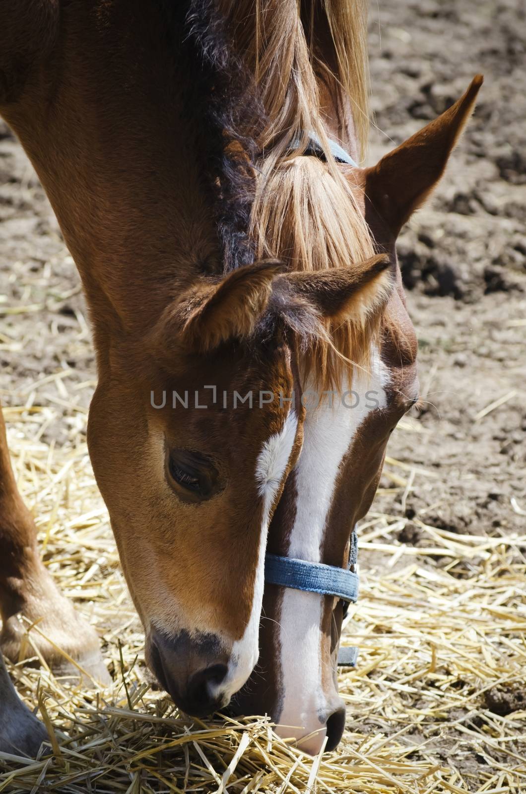 Photo of Charming Brown Horse  Foal