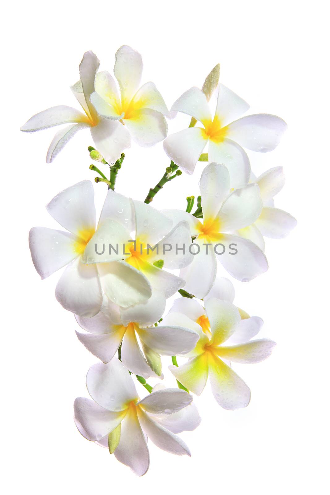 close up white frangipani  petal flowers bouquet with fresh water dew on leaves isolated white background use for decorated beautiful natural theme 