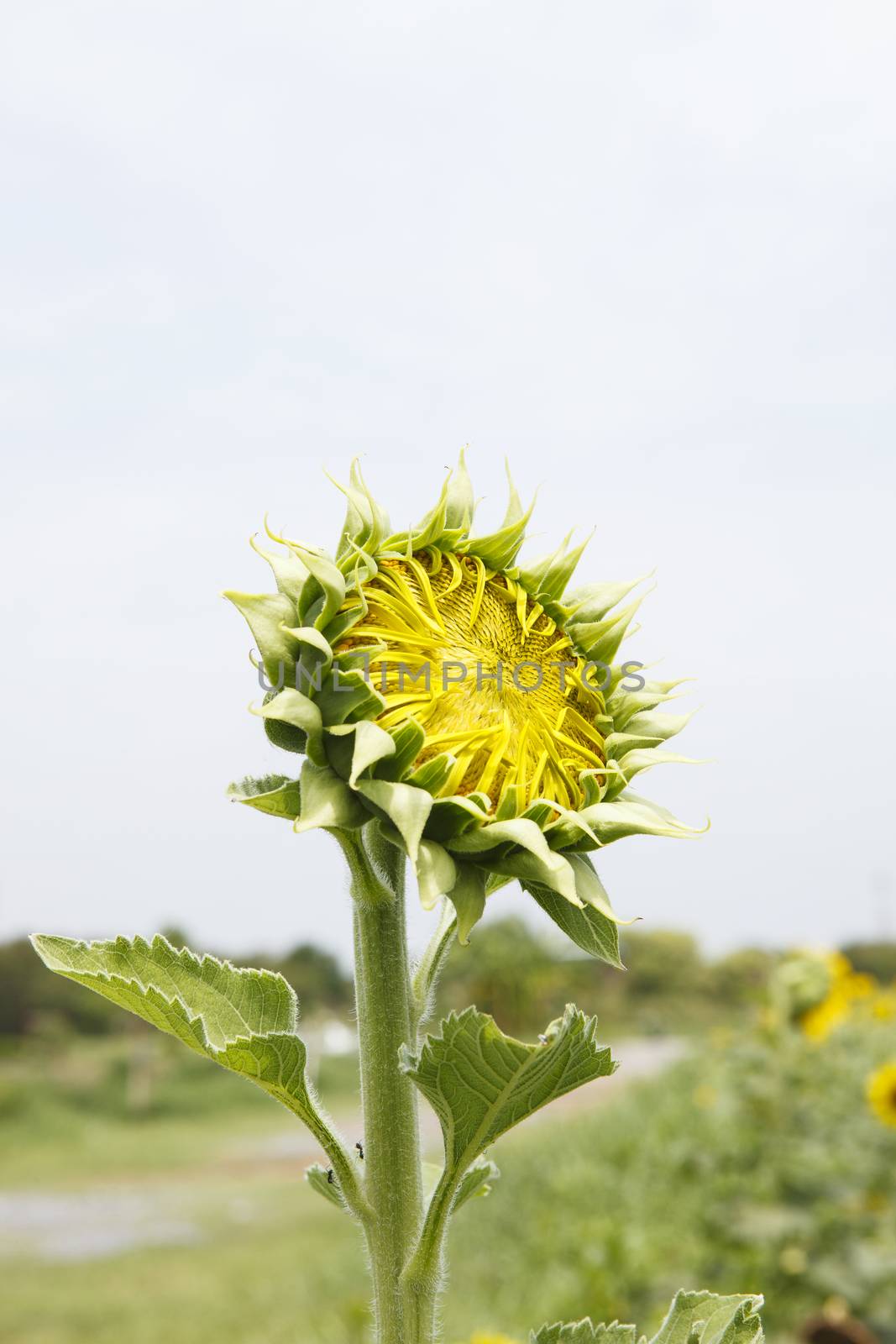 young sunflowers plant  in agriculture field
