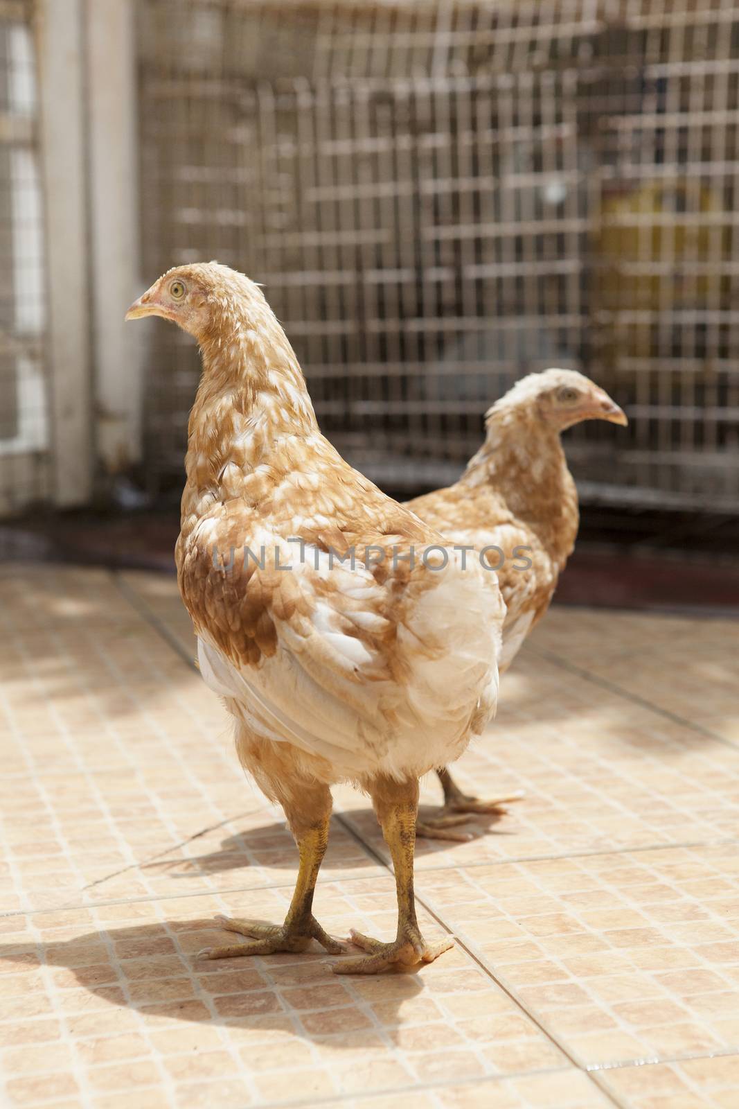 eggs hen walking with relax by khunaspix